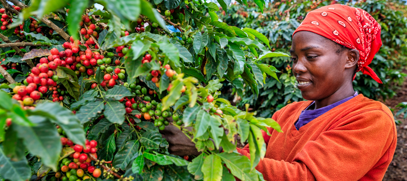 Handverlesene Kaffeeernte roter Kaffeekirschen in Uganda für Delizio